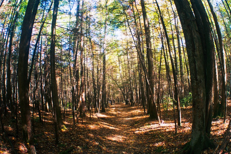 Great Smoky Mountains in the Fall